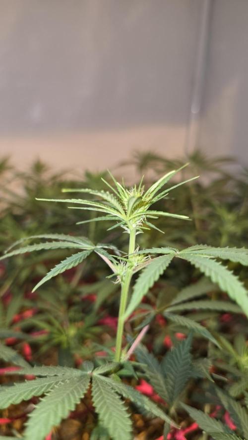 ACE once again. 3x Super Malawi Haze. Week 10 - Day 64