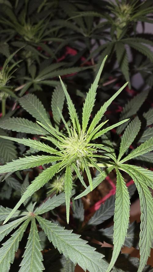 ACE once again. 3x Super Malawi Haze. Week 10 - Day 64