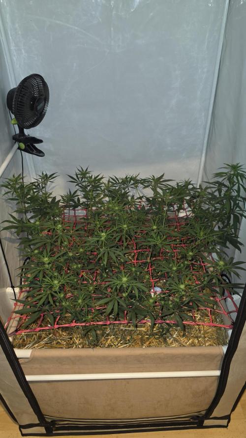 ACE once again. 3x Super Malawi Haze. Week 10 - Day 66