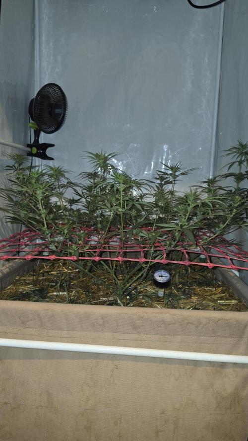 ACE once again. 3x Super Malawi Haze. Week 10 - Day 66