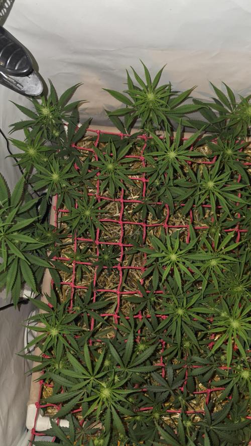 ACE once again. 3x Super Malawi Haze. Week 10 - SMH 1 Day 66
