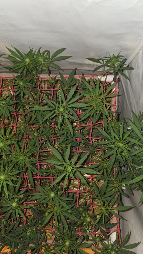 ACE once again. 3x Super Malawi Haze. Week 10 - SMH 2 Day 66