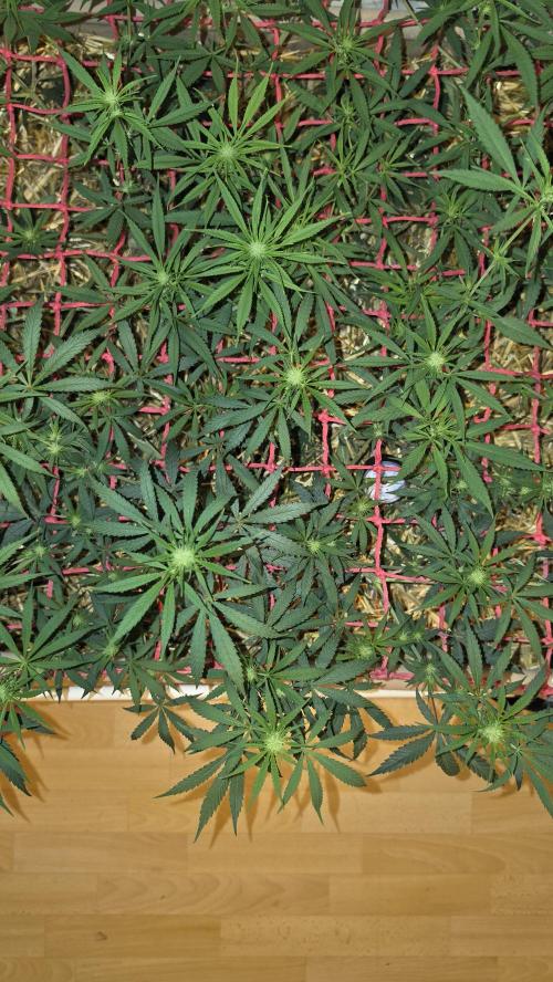 ACE once again. 3x Super Malawi Haze. Week 10 - SMH 3 Day 66