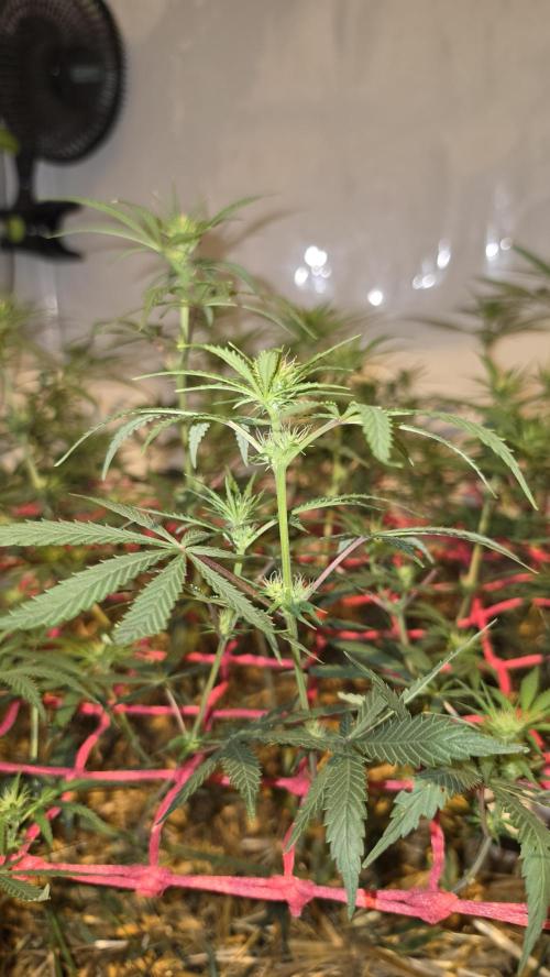 ACE once again. 3x Super Malawi Haze. Week 10 - Day 66