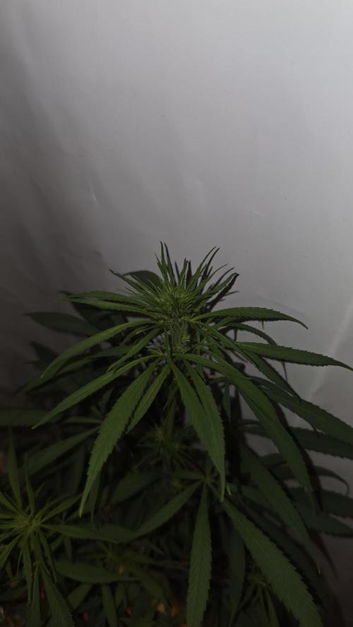 ACE once again. 3x Super Malawi Haze. Week 10 - Day 66