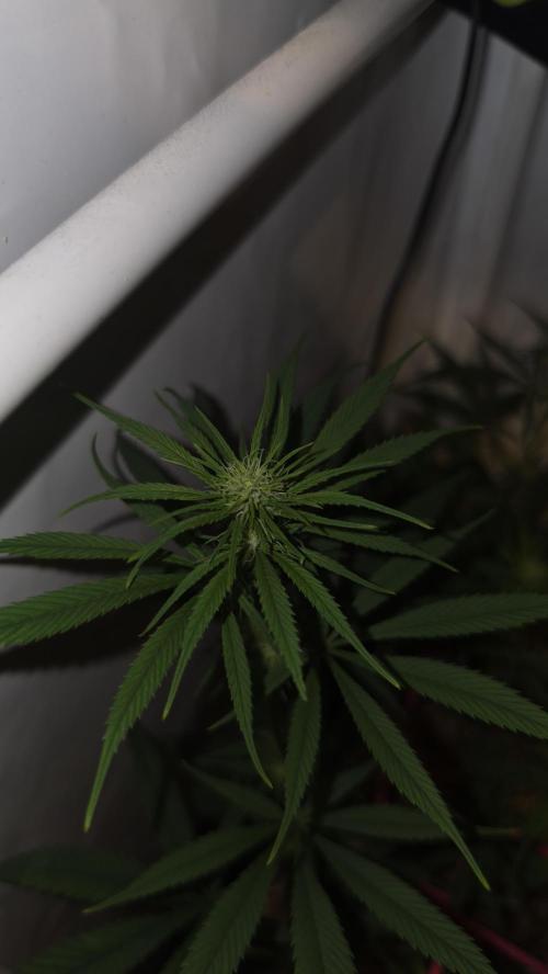ACE once again. 3x Super Malawi Haze. Week 10 - Day 66