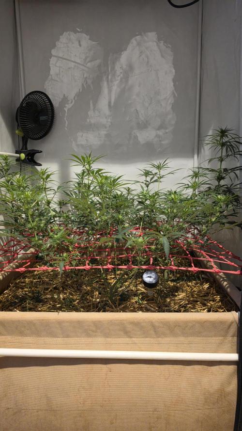 ACE once again. 3x Super Malawi Haze. Week 10 - Day 68