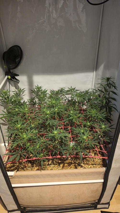 ACE once again. 3x Super Malawi Haze. Week 10 - Day 68
