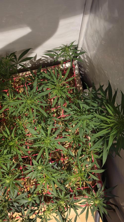 ACE once again. 3x Super Malawi Haze. Week 10 - SMH 2 Day 68