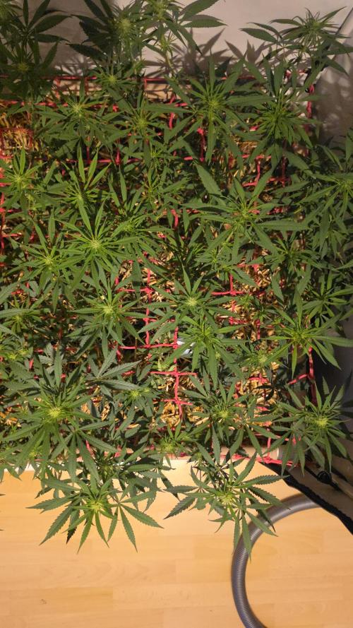 ACE once again. 3x Super Malawi Haze. Week 10 - SMH 3 Day 68