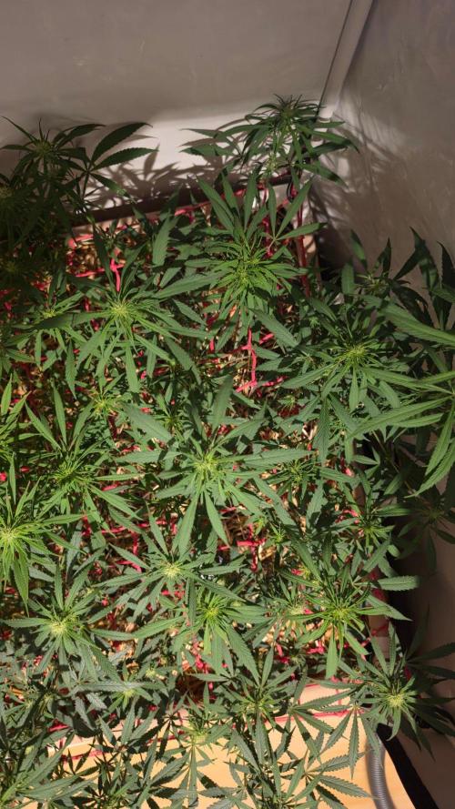 ACE once again. 3x Super Malawi Haze. Week 11 - SMH 2 Day 71