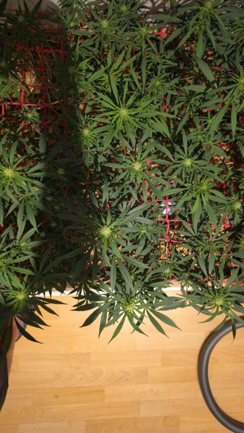 ACE once again. 3x Super Malawi Haze. Week 11 - SMH 3 Day 71