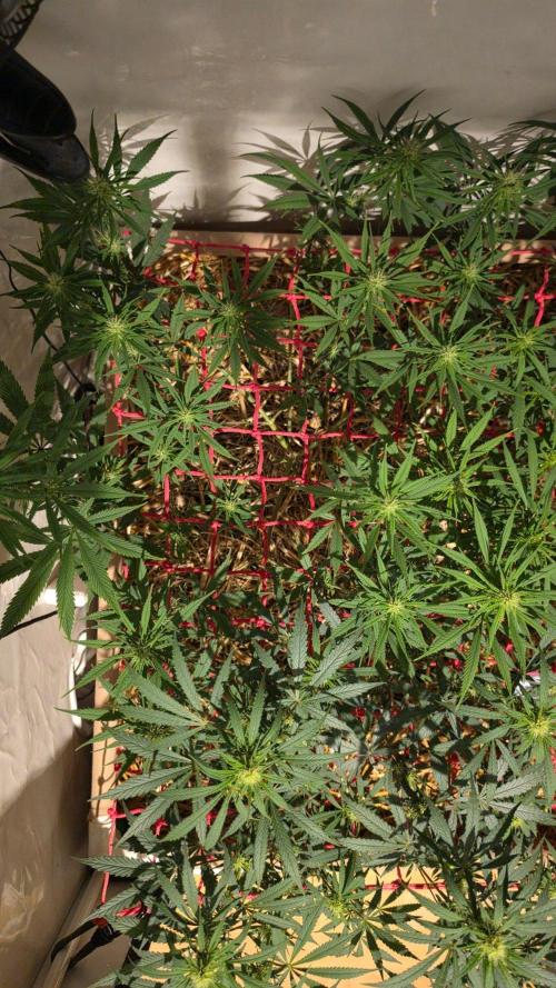 ACE once again. 3x Super Malawi Haze. Week 11 - SMH 1 Day 71