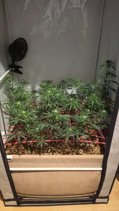 ACE once again. 3x Super Malawi Haze. Week 11 - Day 71