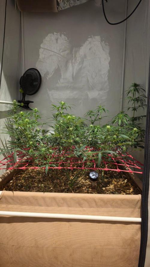 ACE once again. 3x Super Malawi Haze. Week 11 - Day 71
