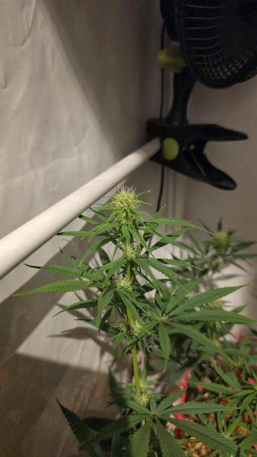 ACE once again. 3x Super Malawi Haze. Week 11 - Day 71