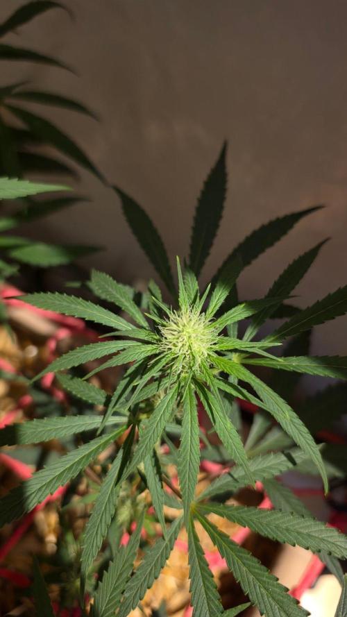 ACE once again. 3x Super Malawi Haze. Week 11 - Day 71