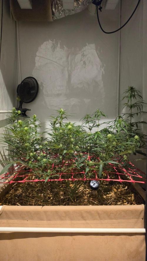 ACE once again. 3x Super Malawi Haze. Week 11 - Day 73