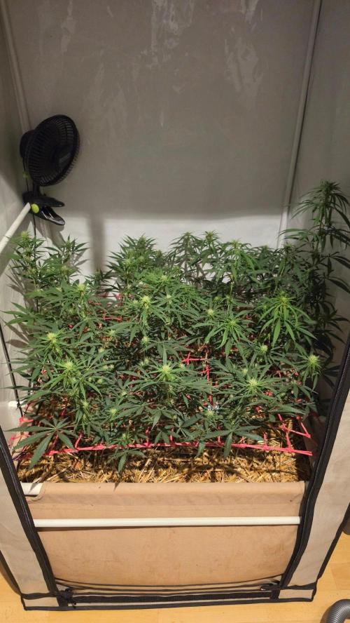 ACE once again. 3x Super Malawi Haze. Week 11 - Day 73