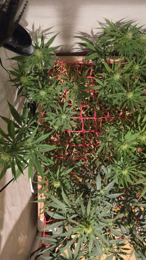 ACE once again. 3x Super Malawi Haze. Week 11 - SMH 1 Day 73
