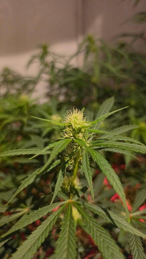 ACE once again. 3x Super Malawi Haze. Week 11 - Day 73