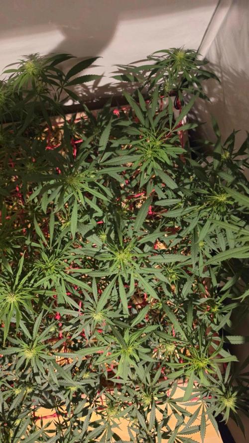 ACE once again. 3x Super Malawi Haze. Week 11 - SMH 2 Day 73