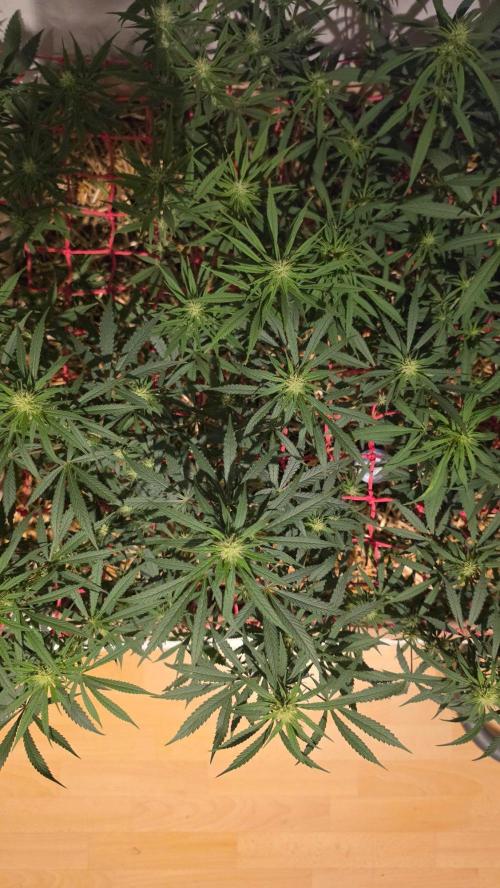 ACE once again. 3x Super Malawi Haze. Week 11 - SMH 3 Day 73