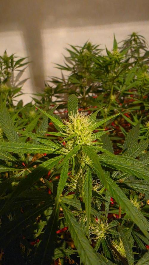 ACE once again. 3x Super Malawi Haze. Week 11 - Day 73