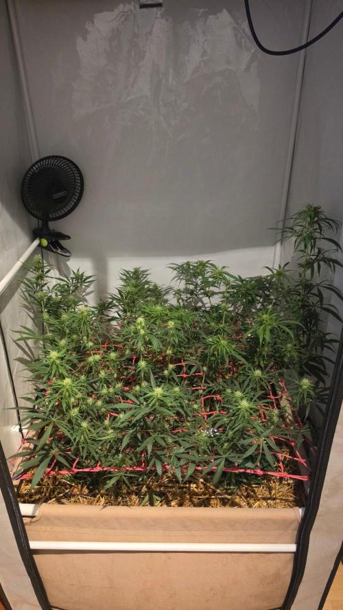 ACE once again. 3x Super Malawi Haze. Week 11 - Day 75
