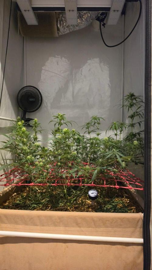 ACE once again. 3x Super Malawi Haze. Week 11 - Day 75