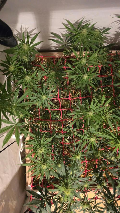 ACE once again. 3x Super Malawi Haze. Week 11 - SMH 1 Day 75