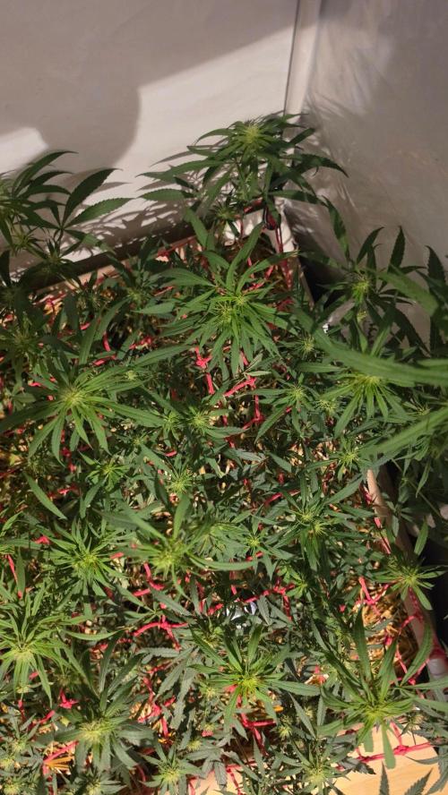 ACE once again. 3x Super Malawi Haze. Week 11 - SMH 2 Day 75