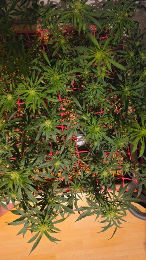 ACE once again. 3x Super Malawi Haze. Week 11 - SMH 3 Day 75