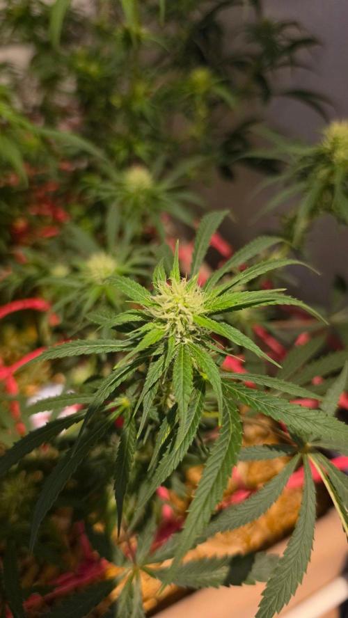 ACE once again. 3x Super Malawi Haze. Week 11 - Day 75
