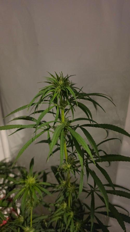 ACE once again. 3x Super Malawi Haze. Week 11 - Day 75