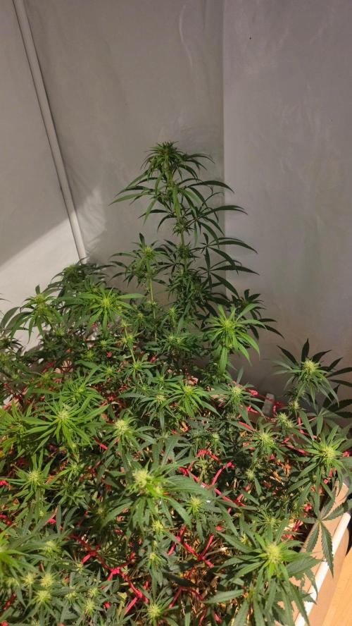 ACE once again. 3x Super Malawi Haze. Week 11 - Day 75