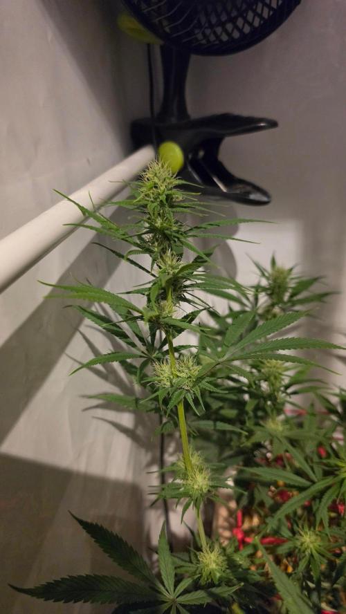 ACE once again. 3x Super Malawi Haze. Week 11 - Day 75