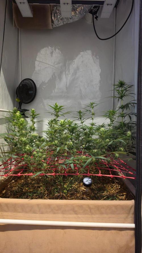 ACE once again. 3x Super Malawi Haze. Week 12 - Day 78