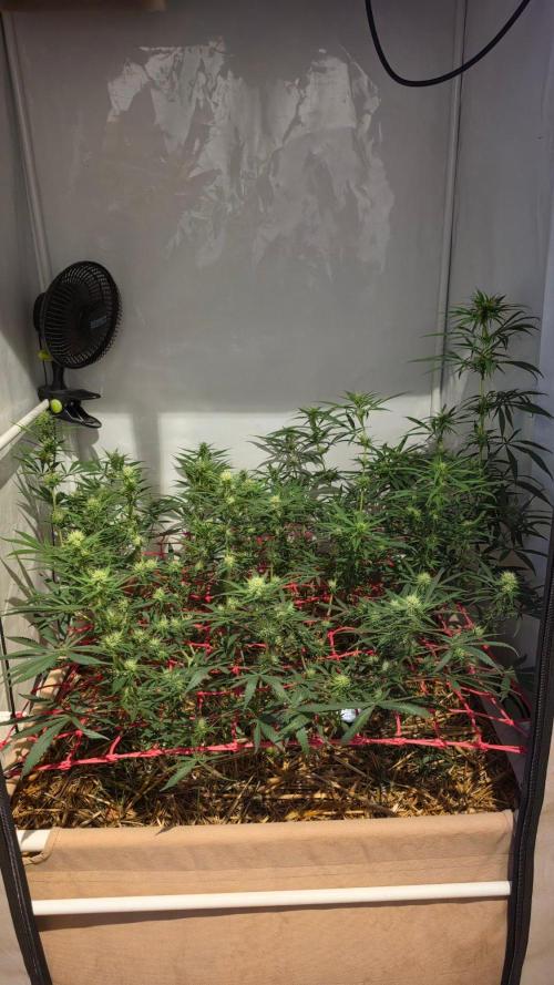 ACE once again. 3x Super Malawi Haze. Week 12 - Day 78