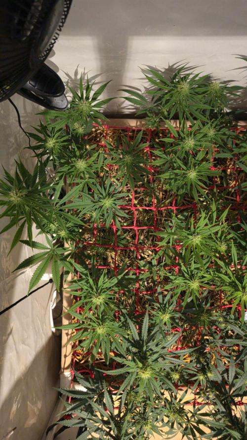 ACE once again. 3x Super Malawi Haze. Week 12 - SMH 1 Day 78