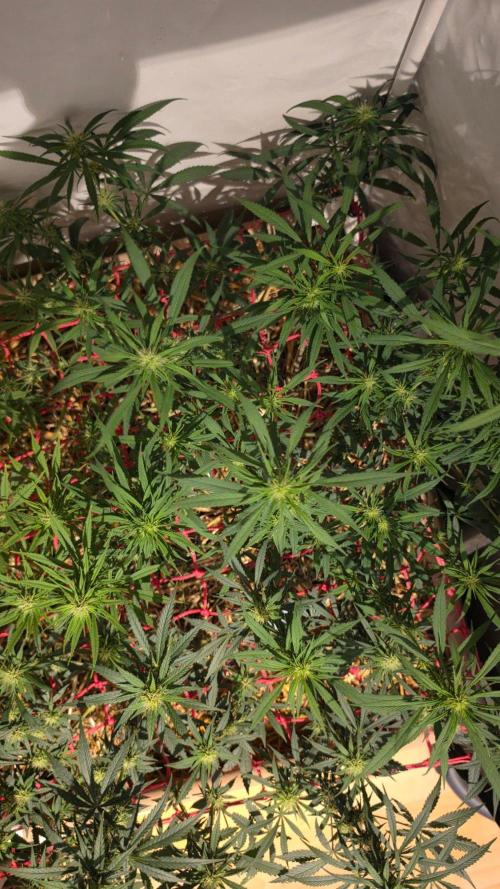 ACE once again. 3x Super Malawi Haze. Week 12 - SMH 2 Day 78