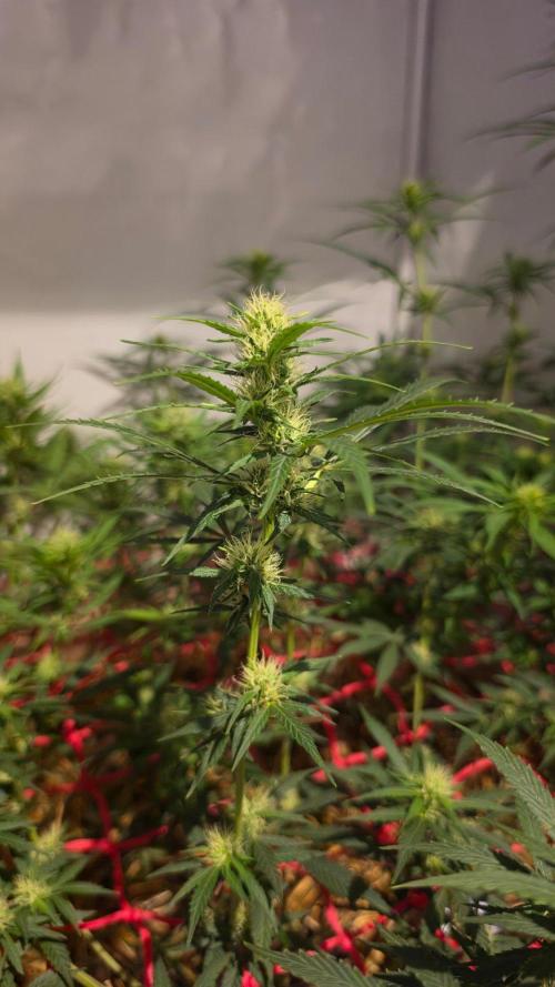 ACE once again. 3x Super Malawi Haze. Week 12 - Day 78