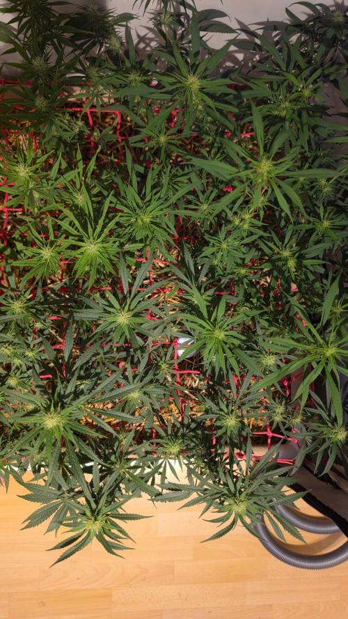 ACE once again. 3x Super Malawi Haze. Week 12 - SMH 3 Day 78