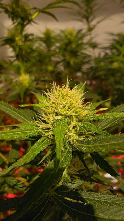 ACE once again. 3x Super Malawi Haze. Week 12 - Day 78