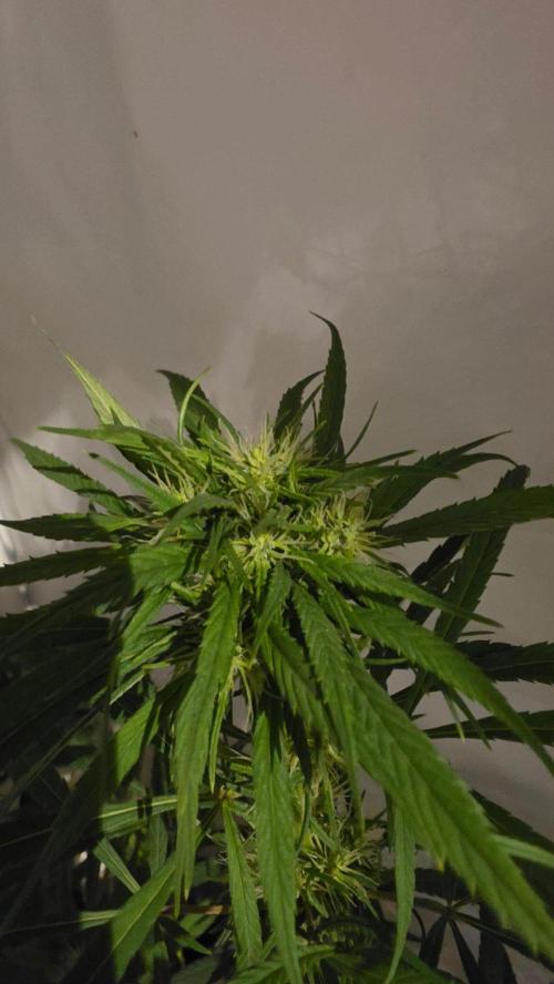 ACE once again. 3x Super Malawi Haze. Week 12 - Day 78