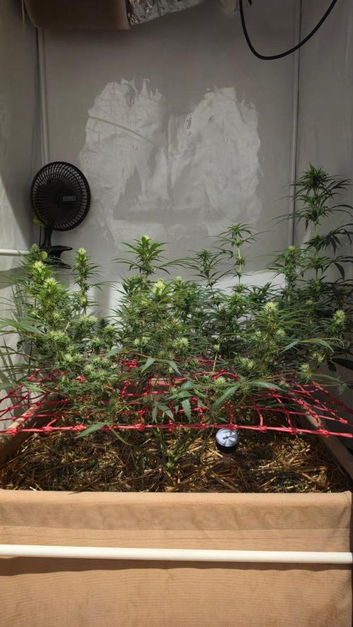ACE once again. 3x Super Malawi Haze. Week 12 - Day 80