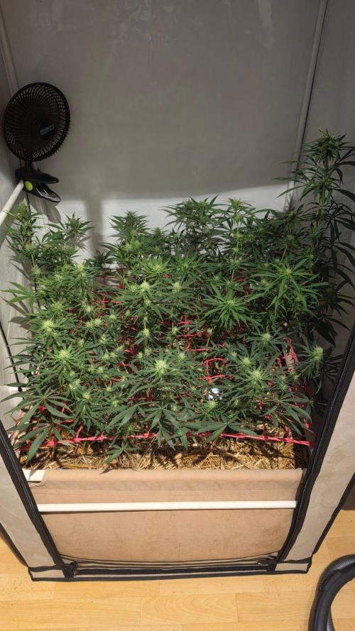 ACE once again. 3x Super Malawi Haze. Week 12 - Day 80
