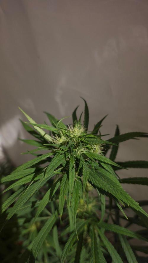 ACE once again. 3x Super Malawi Haze. Week 12 - Day 80