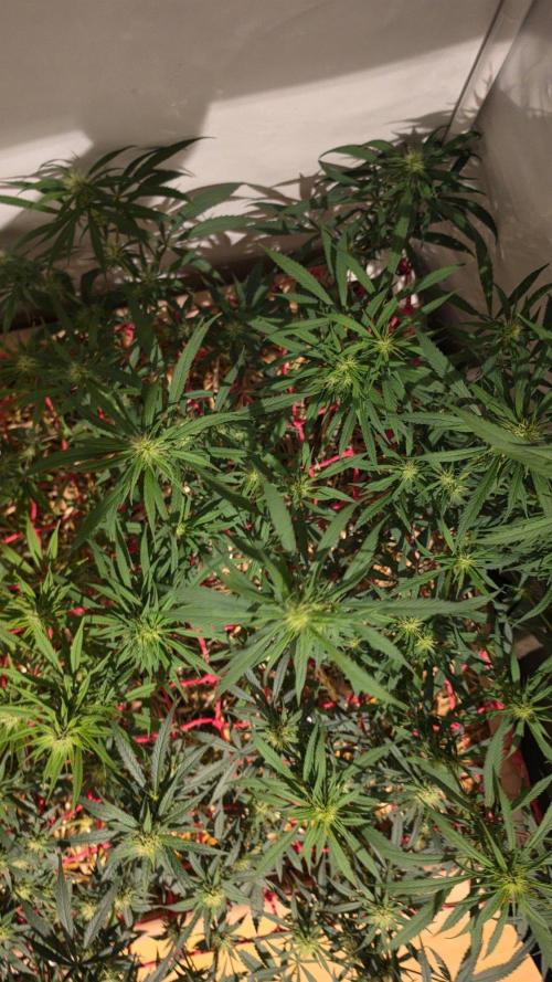 ACE once again. 3x Super Malawi Haze. Week 12 - SMH 2 Day 80
