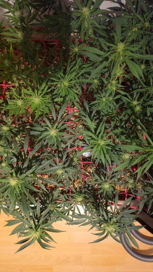 ACE once again. 3x Super Malawi Haze. Week 12 - SMH 3 Day 80
